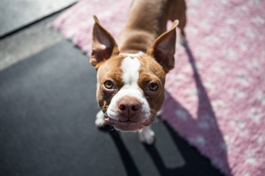 Boston Terrier: comportamento, cure, alimentazione e tutto ciò che bisogna sapere