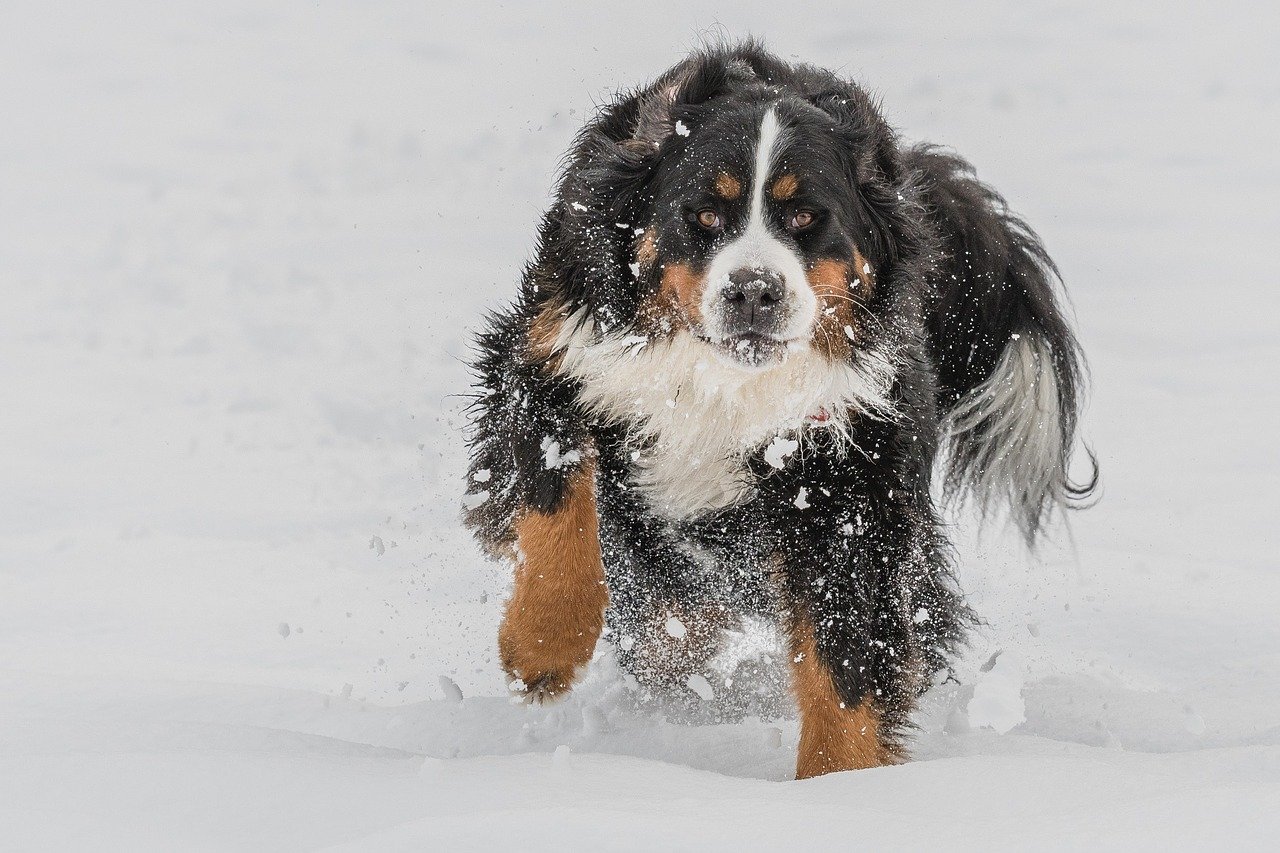 bovaro del bernese in mezzo alla neve