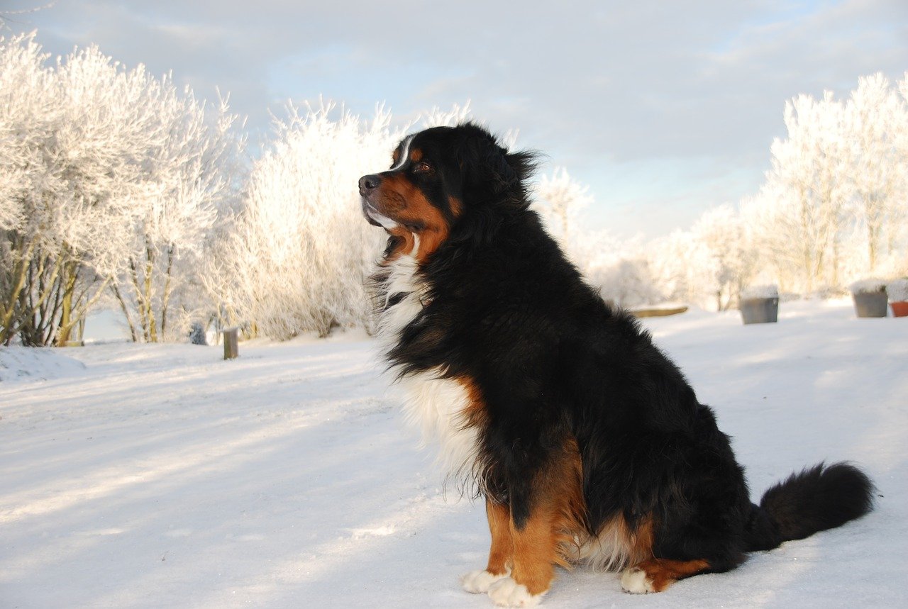 bovaro nella neve