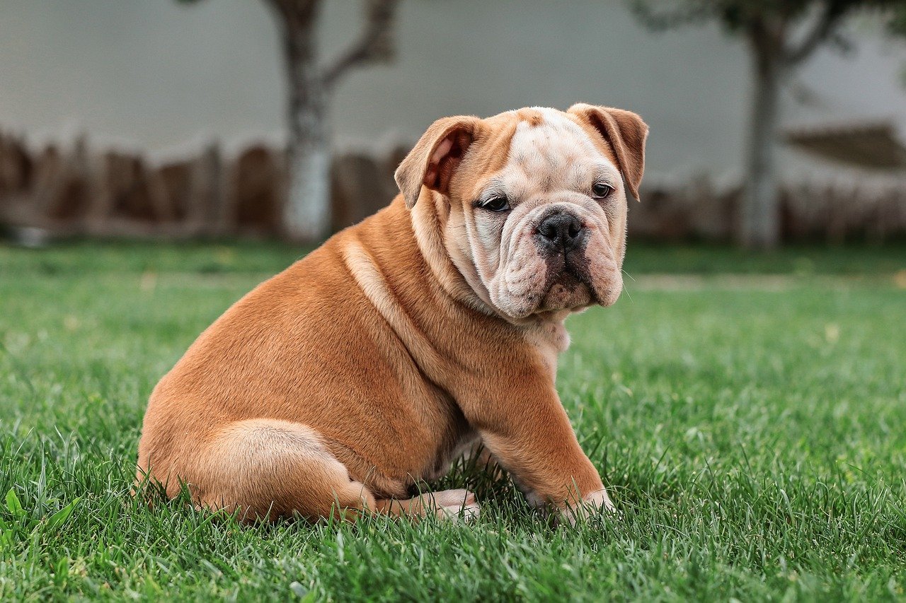 bulldog seduto sull'erba