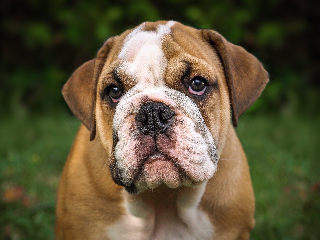 bulldog sguardo simpatico