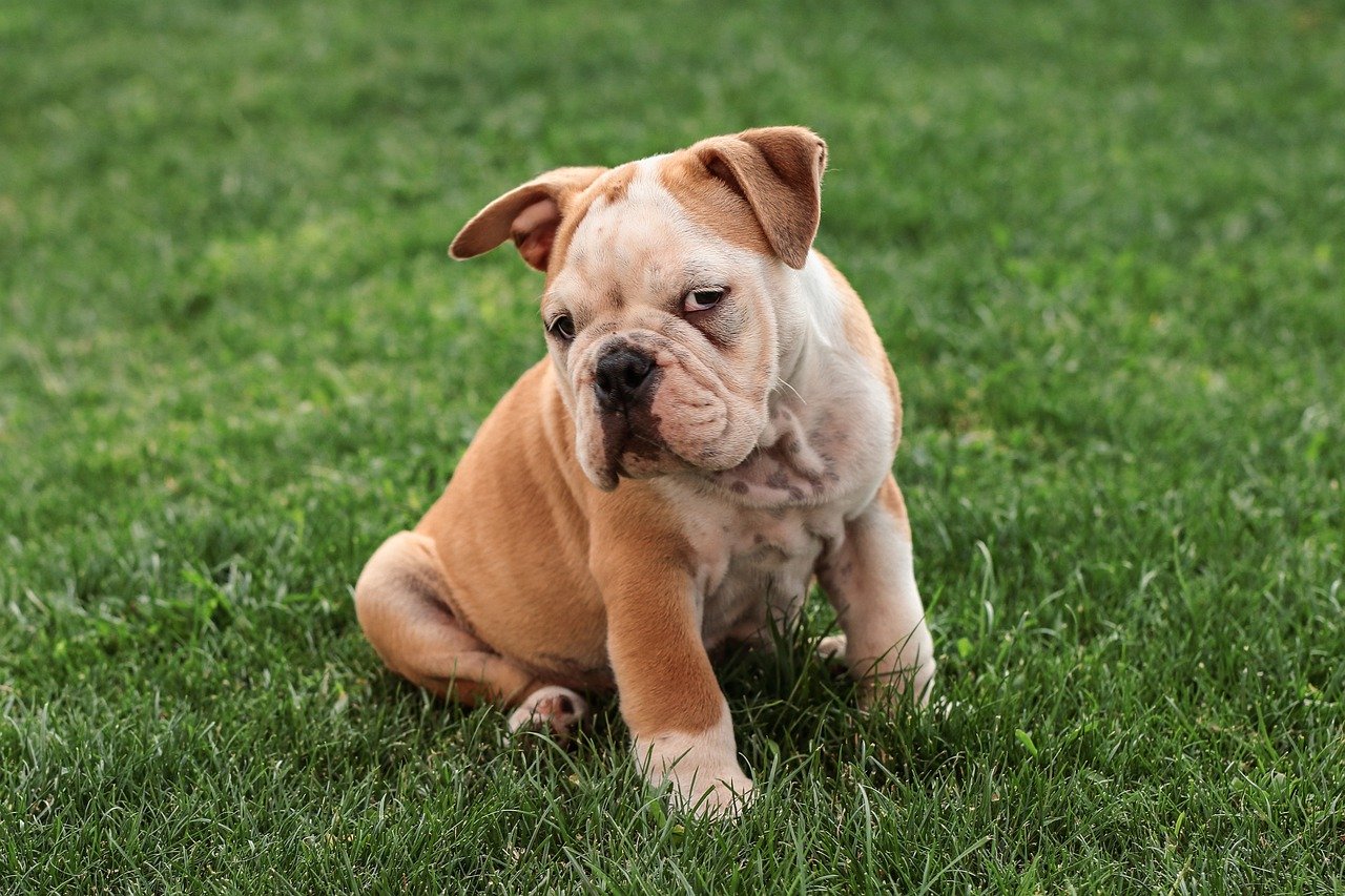 cane tozzo sul prato