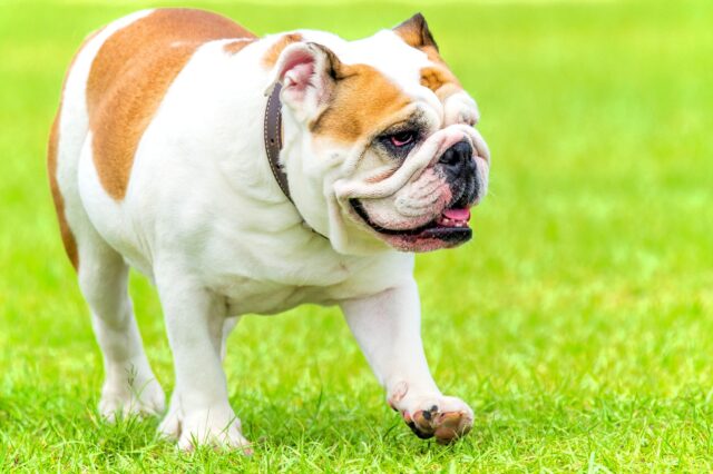 Bulldog Inglese: comportamento, cure, alimentazione e tutto ciò che bisogna sapere