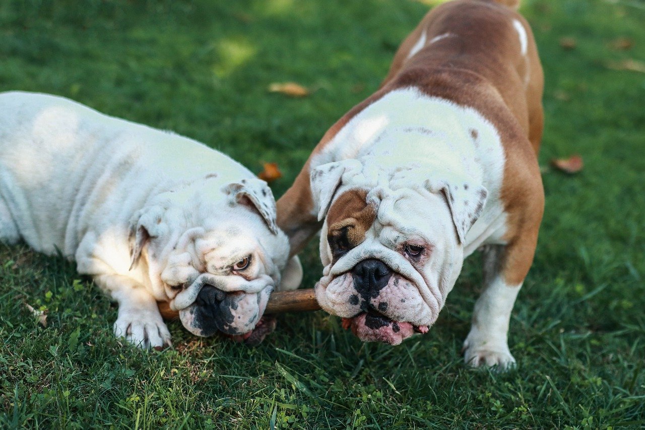 bulldog giocano insieme