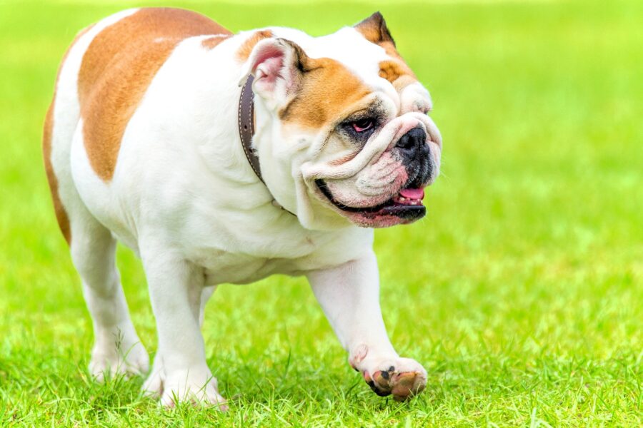 Bulldog Inglese: comportamento, cure, alimentazione e tutto ciò che bisogna sapere