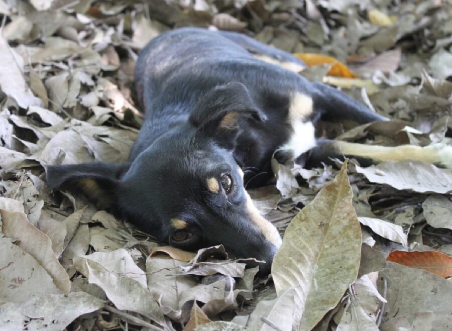 cane disteso su tappeto di foglie