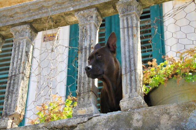 I padroni partono per le vacanze e abbandonano il cane sul balcone (VIDEO)