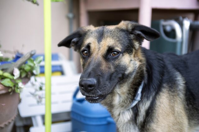 Agrigento i pompieri e la polizia salvano un povero cucciolo abbandonato in un balcone da cinque giorni (VIDEO)