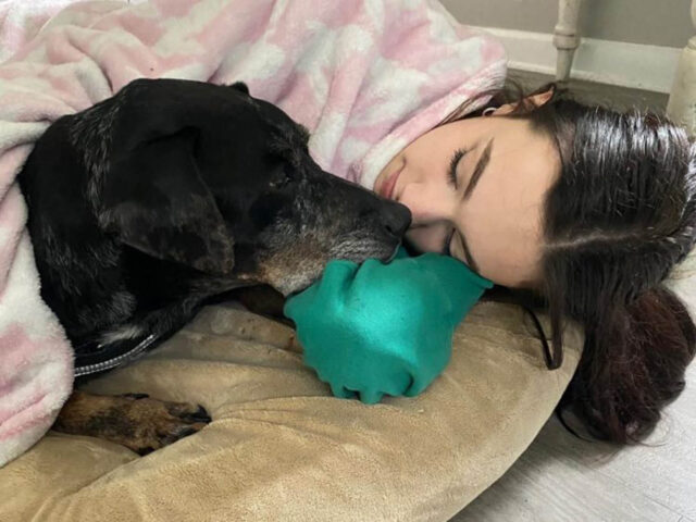 Cane adottato nonostante la vecchiaia e la diagnosi infausta; gli hanno donato degli ultimi mesi di felicità