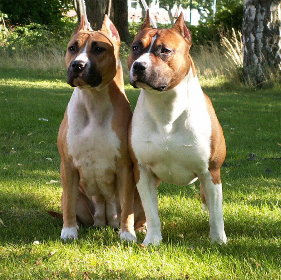 Staffordshire Terrier