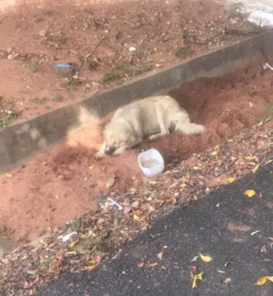 cane sdraiato nella terra