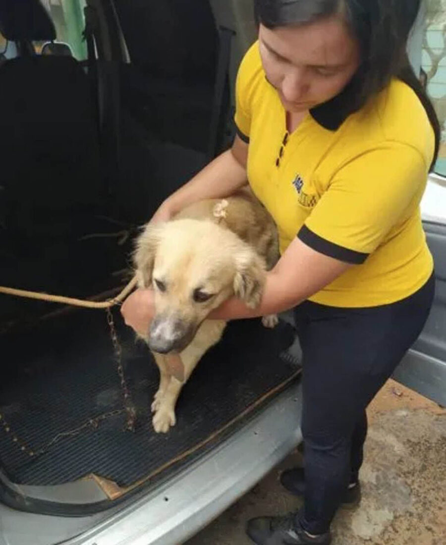 cane con soccorritori