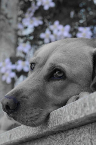 Il cucciolo che ha aspettato la sua padrona defunta per otto giorni ha avuto un ultimo gesto d’amore