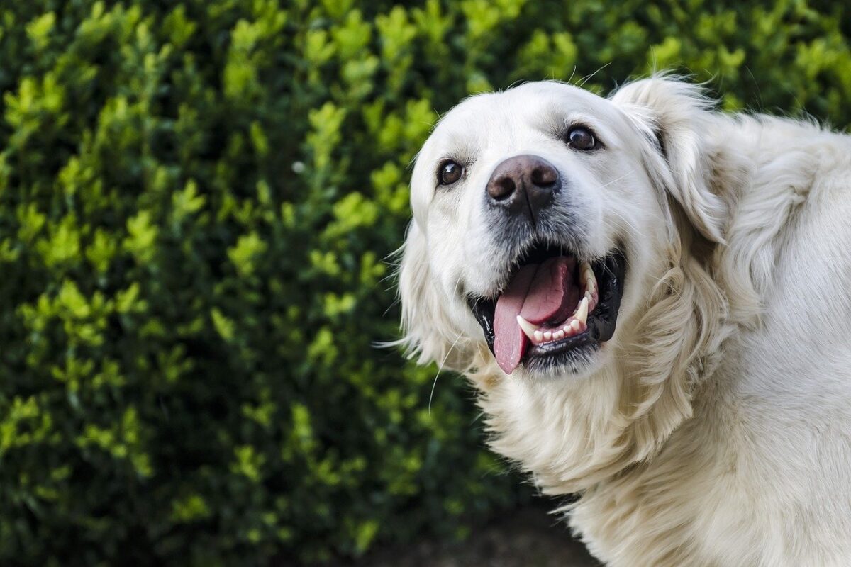 cane bianco