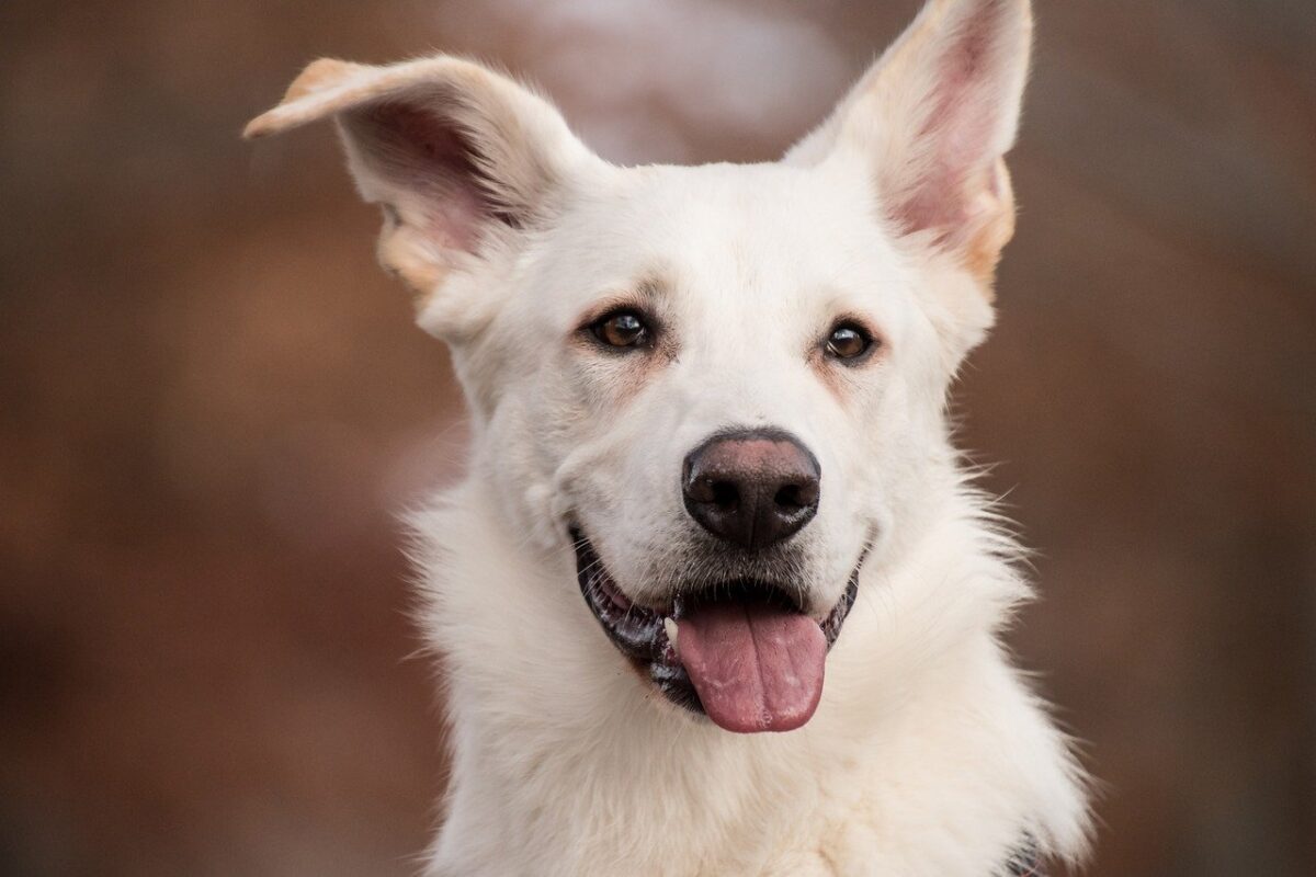 cane bianco