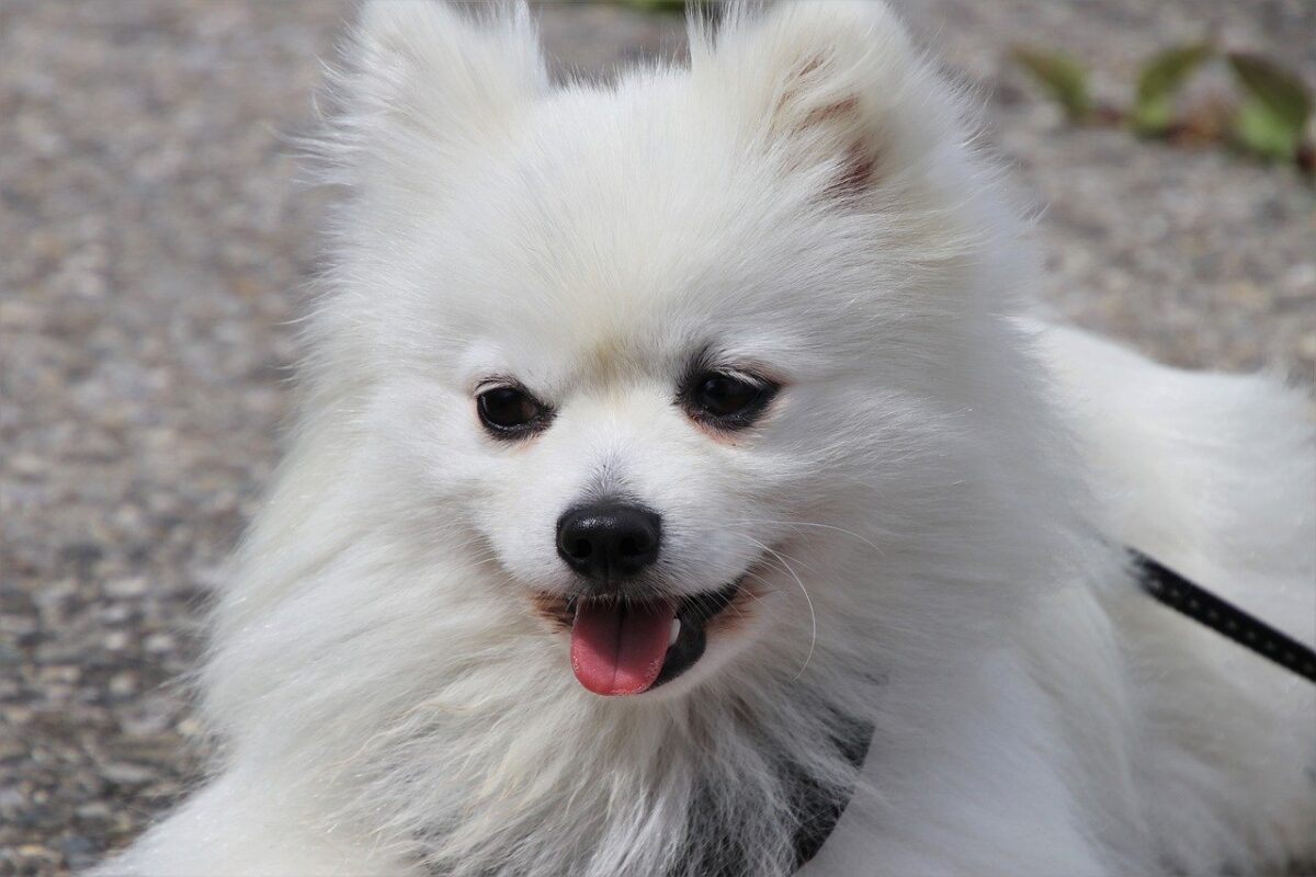 cucciolo di cane bianco