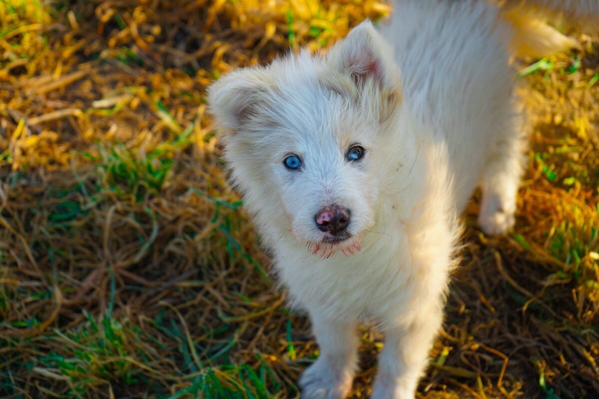 cane con occhi azzurri