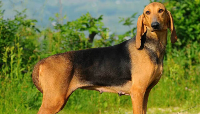 Cane cade in un pozzo, anziano proprietario muore per salvarlo