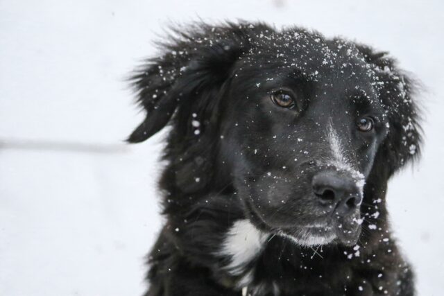 Cane precipitato in un torrente ghiacciato viene salvato dal soccorso alpino (VIDEO)