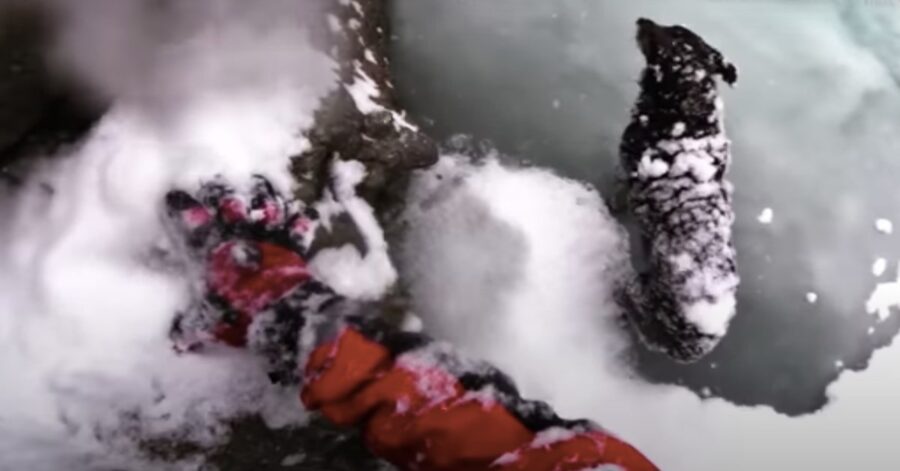 tecnico soccorso alpino salva un cane in pericolo