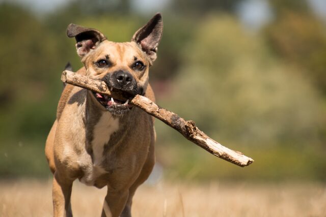 Umbria: un cane caduto accidentalmente in una cisterna viene salvato dai vigili del fuoco (VIDEO)