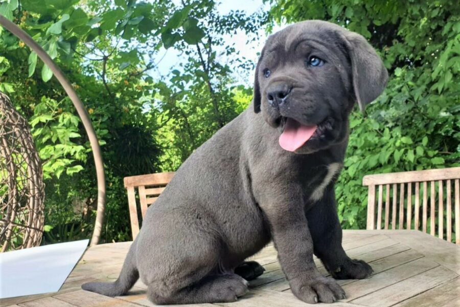 cane corso con gli occhi chiari