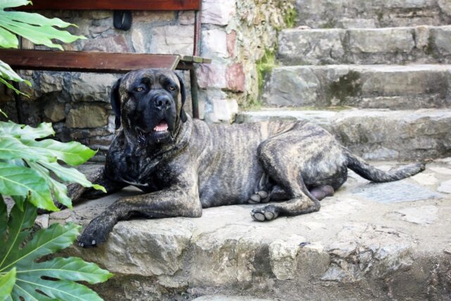 Cane Corso: carattere, cure, alimentazione e consigli su questa razza