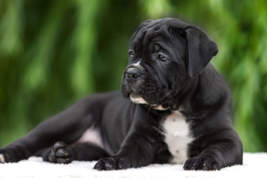 cucciolo di cane corso