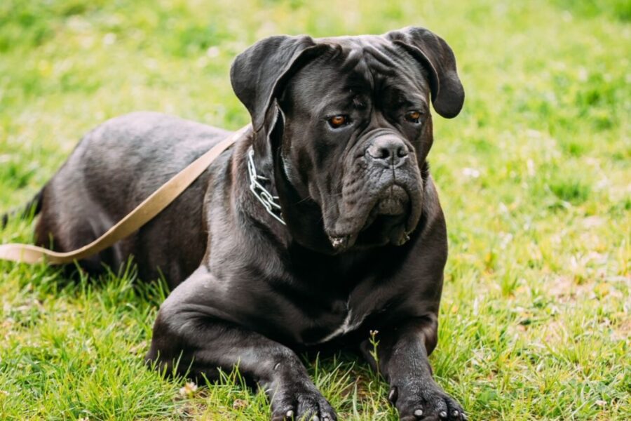 cane corso al guinzaglio