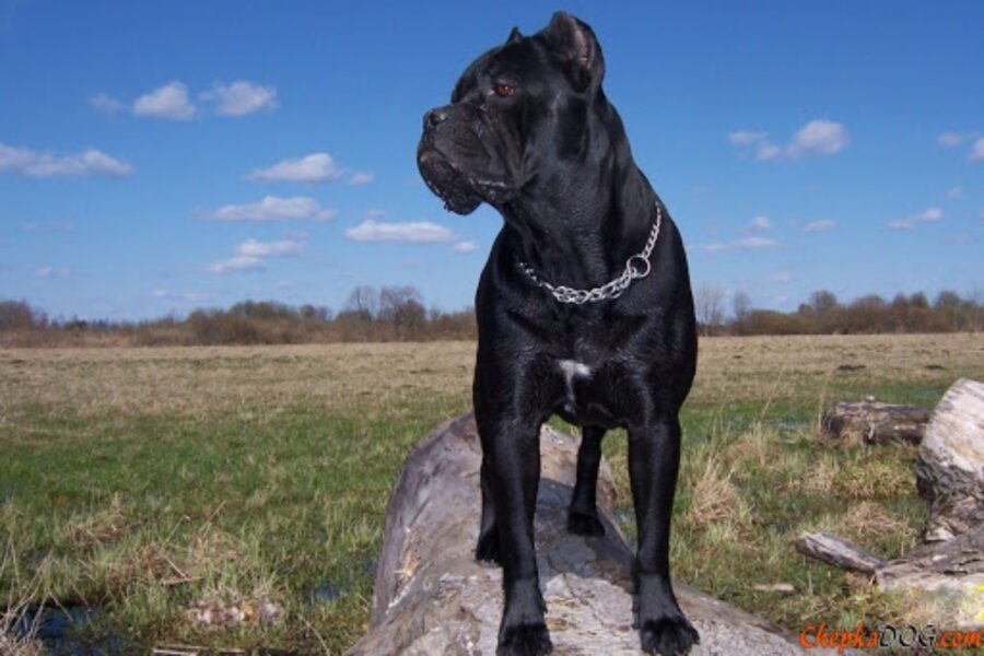 cane in mezzo alla natura