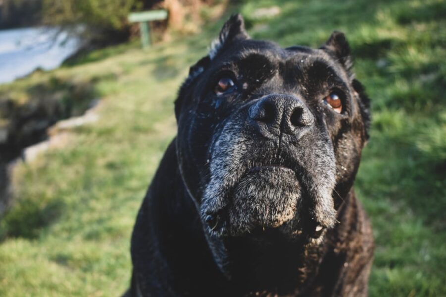 cane amorevole