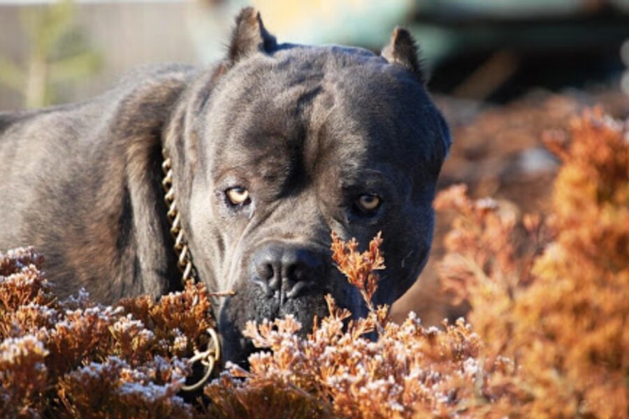 cane in autunno