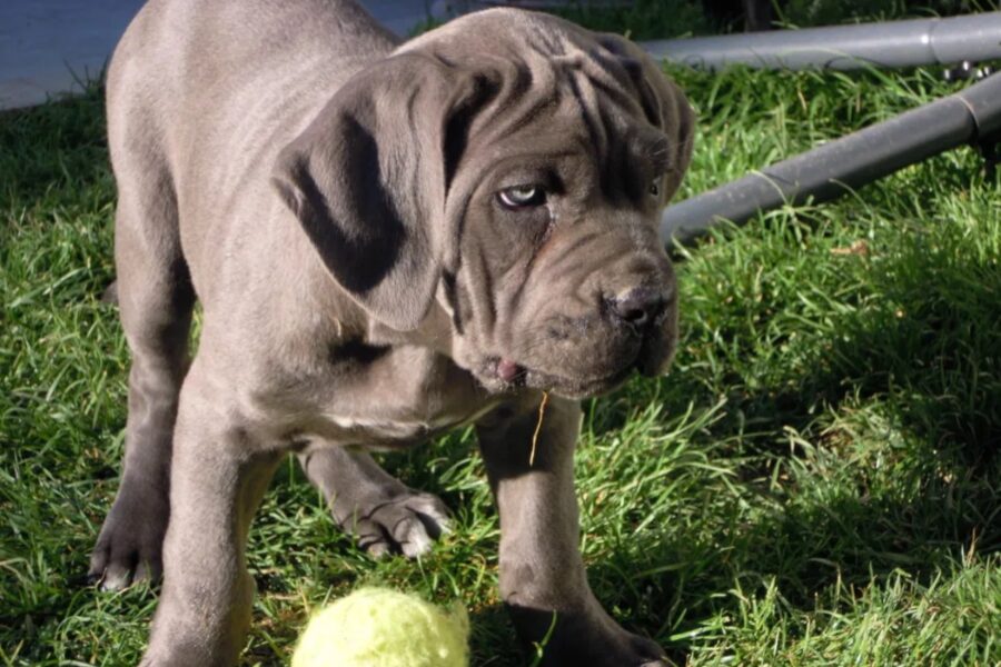 cane con pallina