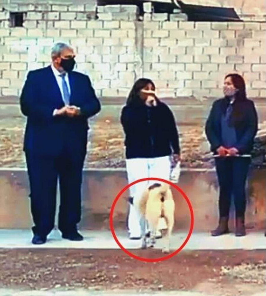 cane urina sui piedi di una donna