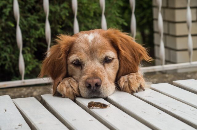 Il cane ha mangiato un grillo? è pericoloso? Cosa fare?