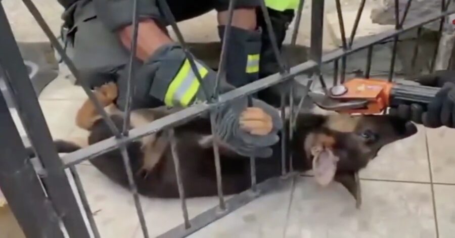 pompieri liberano cucciolo incastrato fra le sbarre