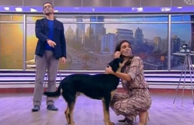 Cane interrompe la trasmissione di un programma televisivo per farsi coccolare