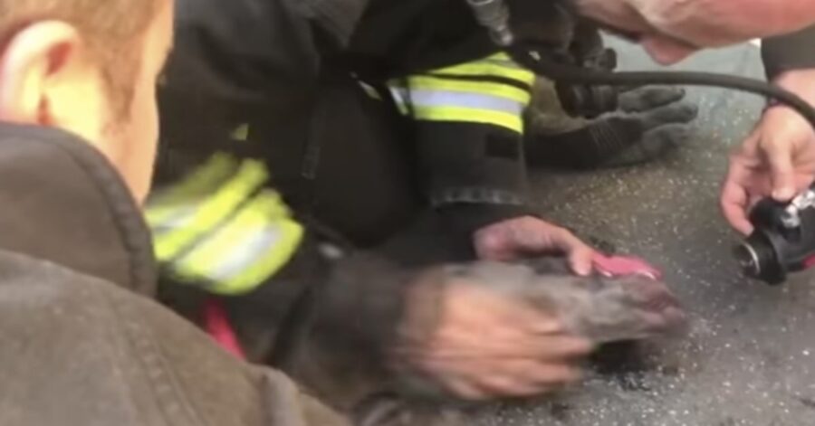 pompieri salvano cane in un incendio
