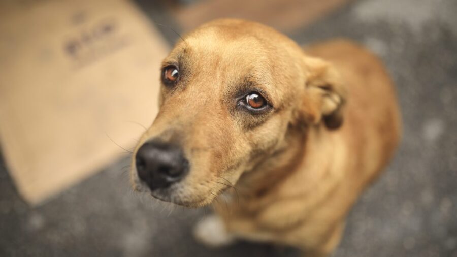cane marrone con occhi tristi