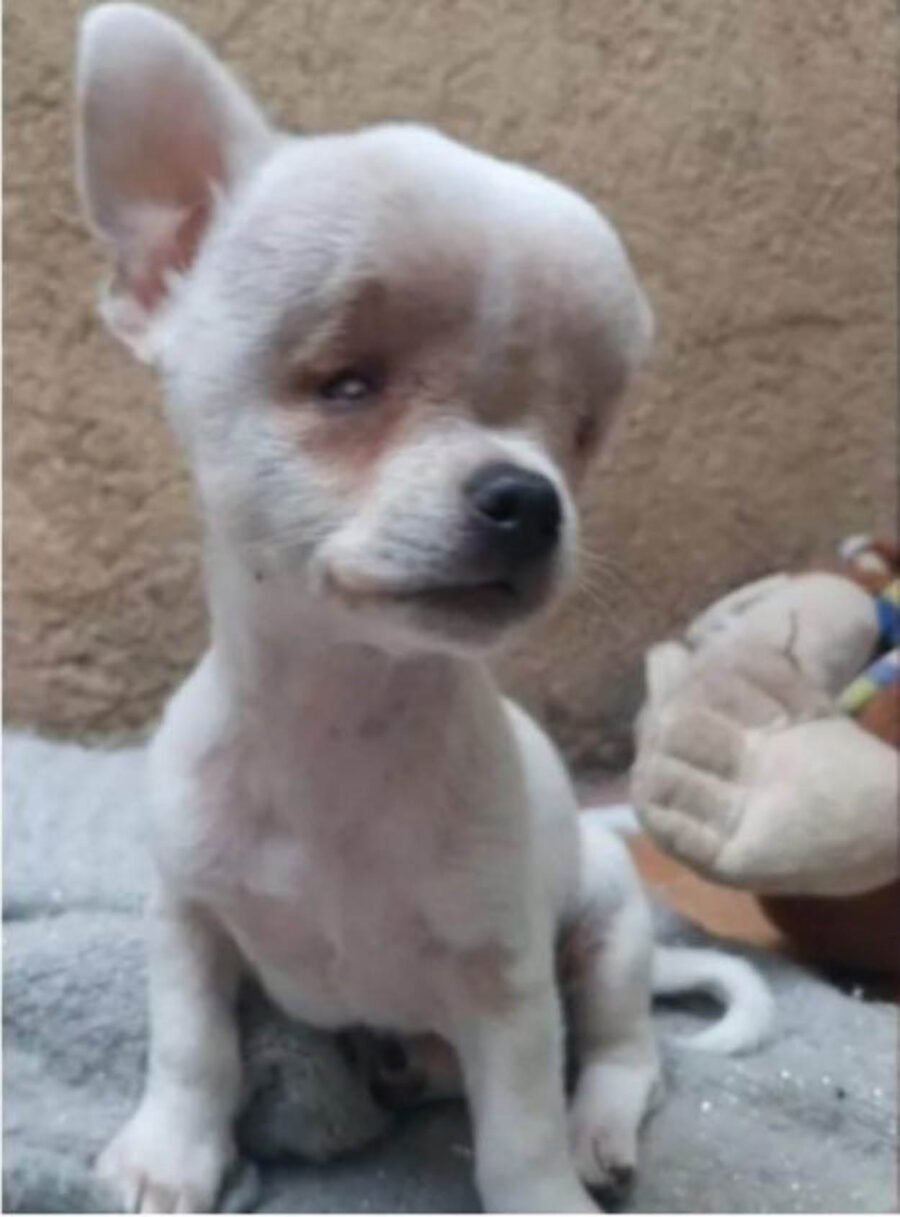 chihuahua con malformazione