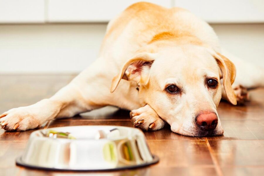 cane inappetente