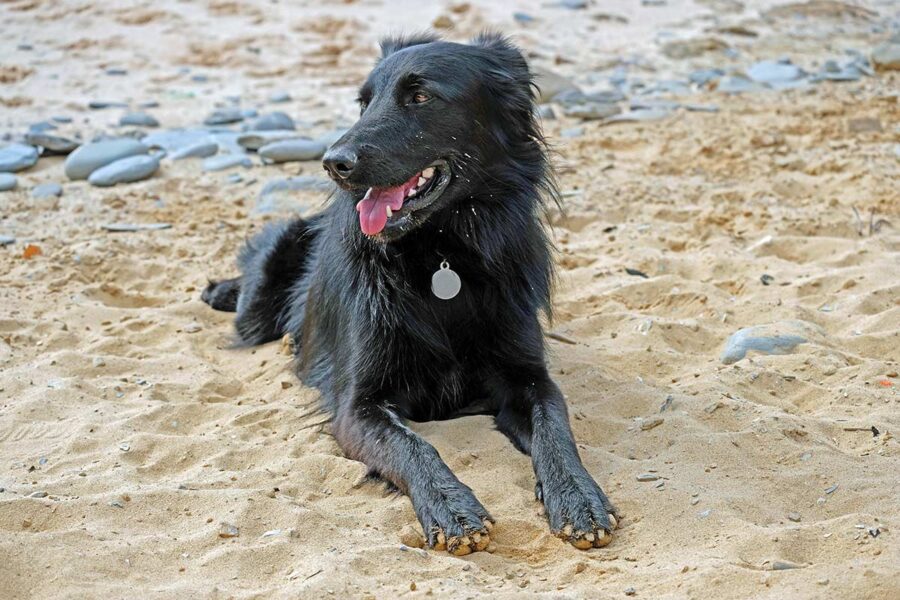 cane sulla sabbia