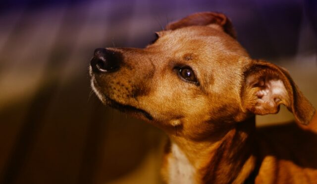 Cane abbandonato dal fidanzato della padrona: lei si vendica