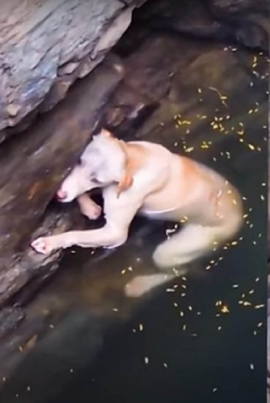 cane aggrappato ad una roccia