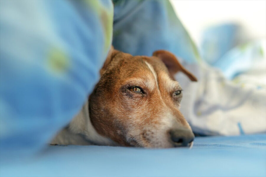 cane sotto le coperte