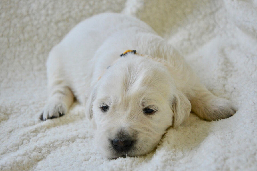 cucciolo di cane che dorme con gli occhi socchiusi