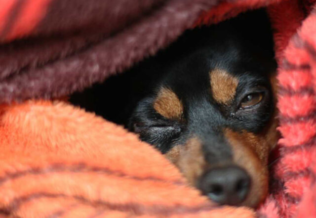 cane dorme con gli occhi semi aperti