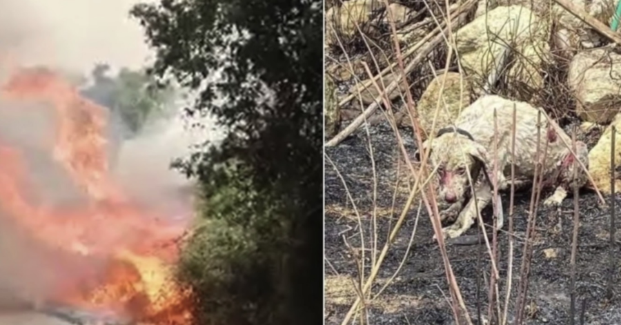 cane ustionato e incendio in Sardegna