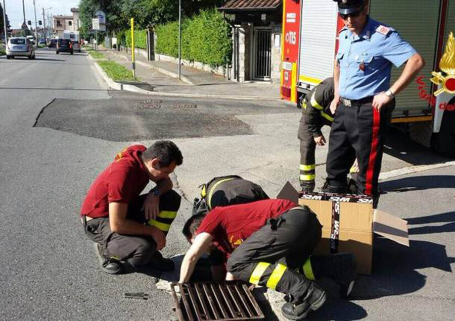 pompieri e carabinieri salvano cane