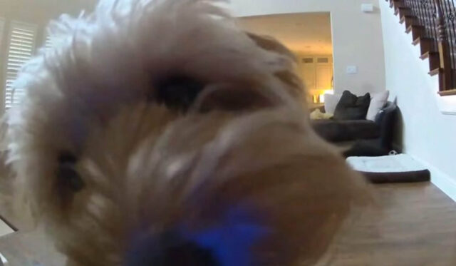 La buffa reazione del cane alla presenza della telecamera di sorveglianza (VIDEO)